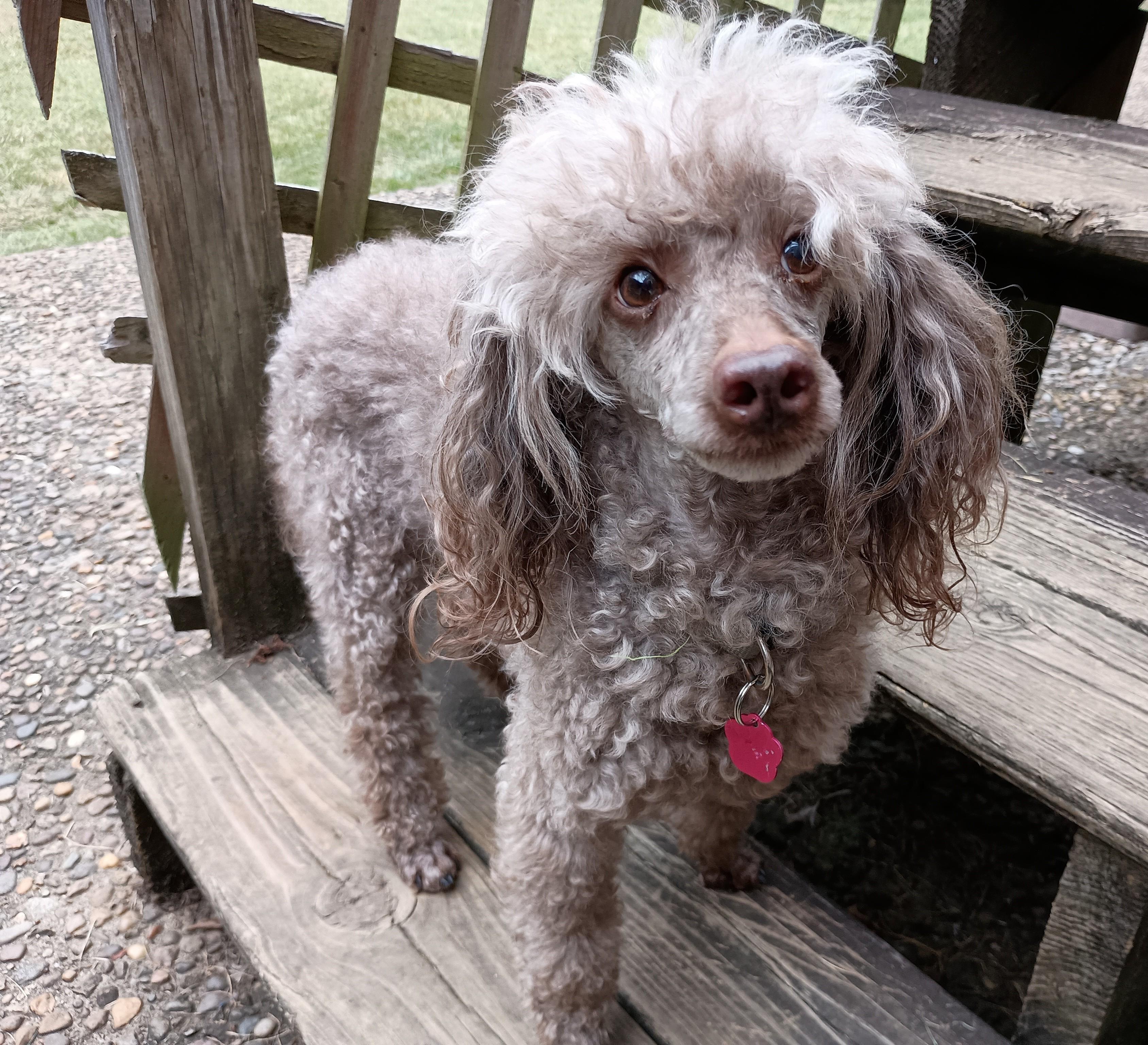 Enlarge Mara, a Adoptable mixed breed in Louisville, KY image 1/4