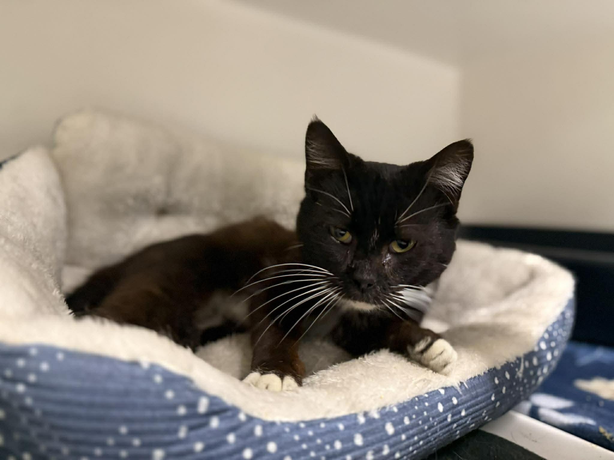 Enlarge Tuxx, a ADOPTABLE Domestic Short Hair in Leitchfield, KY image 2/2