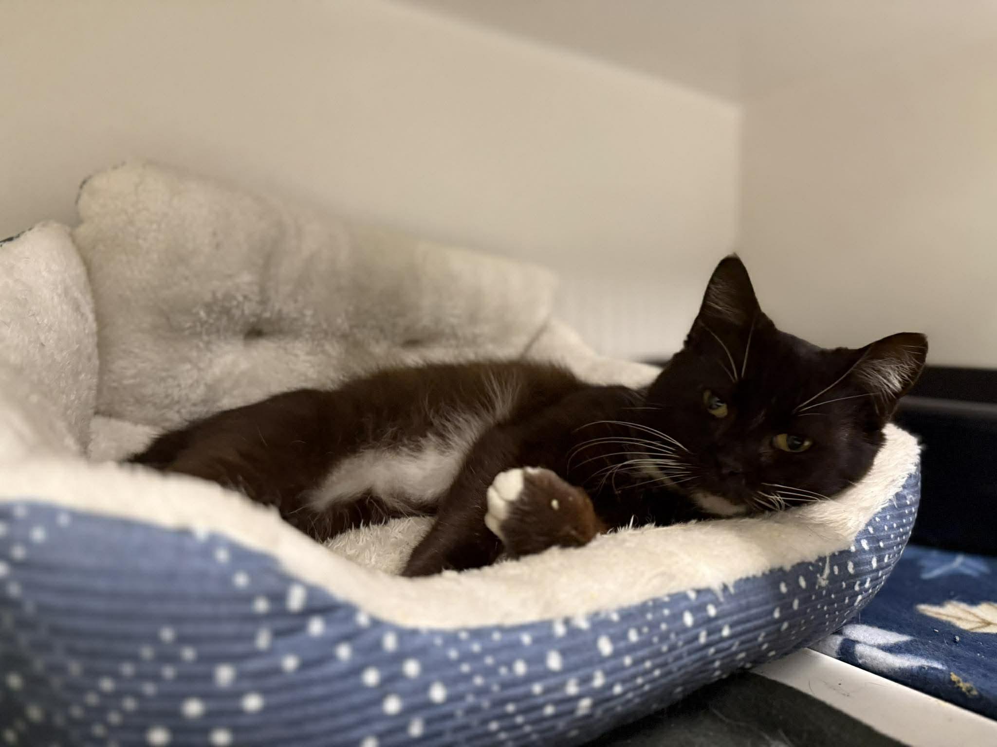 Tuxx, ADOPTABLE, Adult Male Domestic Short Hair.