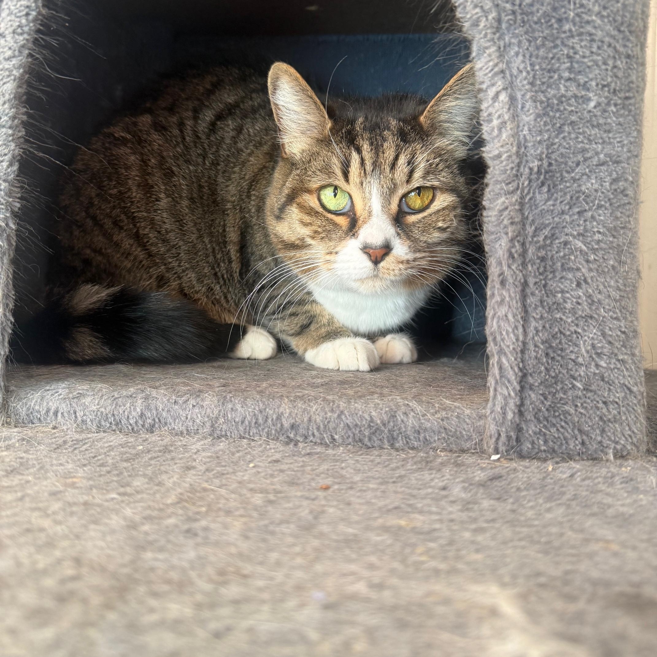 Enlarge Millie, an adopted Domestic Short Hair in Bloomfield, CT image 1/1