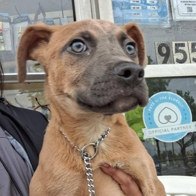 Charley, adoptable, Puppy Male Mixed Breed.