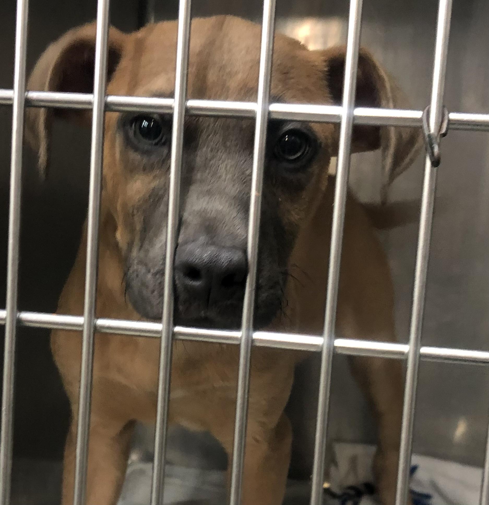 Enlarge Charley, an adoptable mixed breed in Parma, OH image 2/2