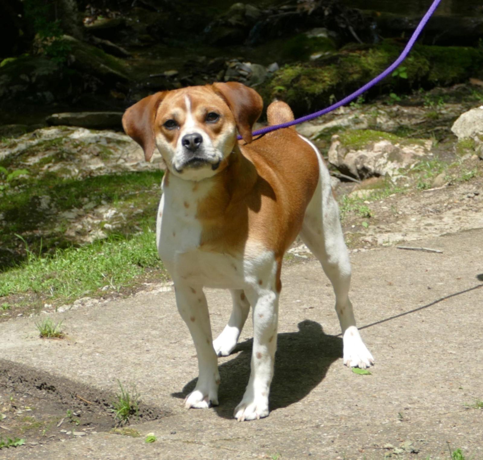 Milo (courtesy post), Adoptable, Young Male Beagle.
