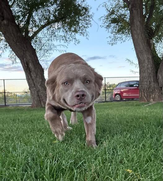 Enlarge Rosé, a Adopted mixed breed in Montrose, CO image 4/5