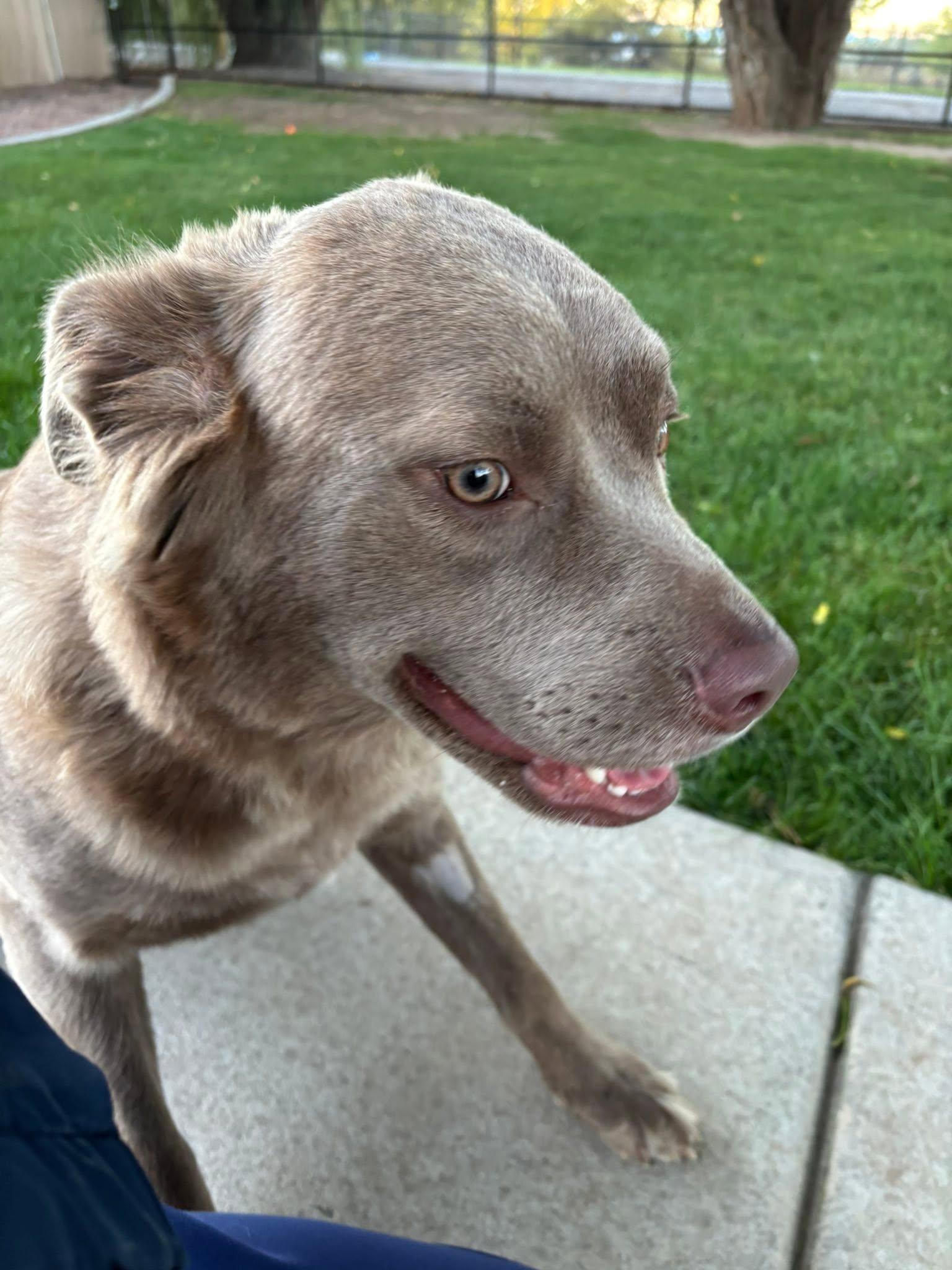 Enlarge Rosé, a Adopted mixed breed in Montrose, CO image 3/5