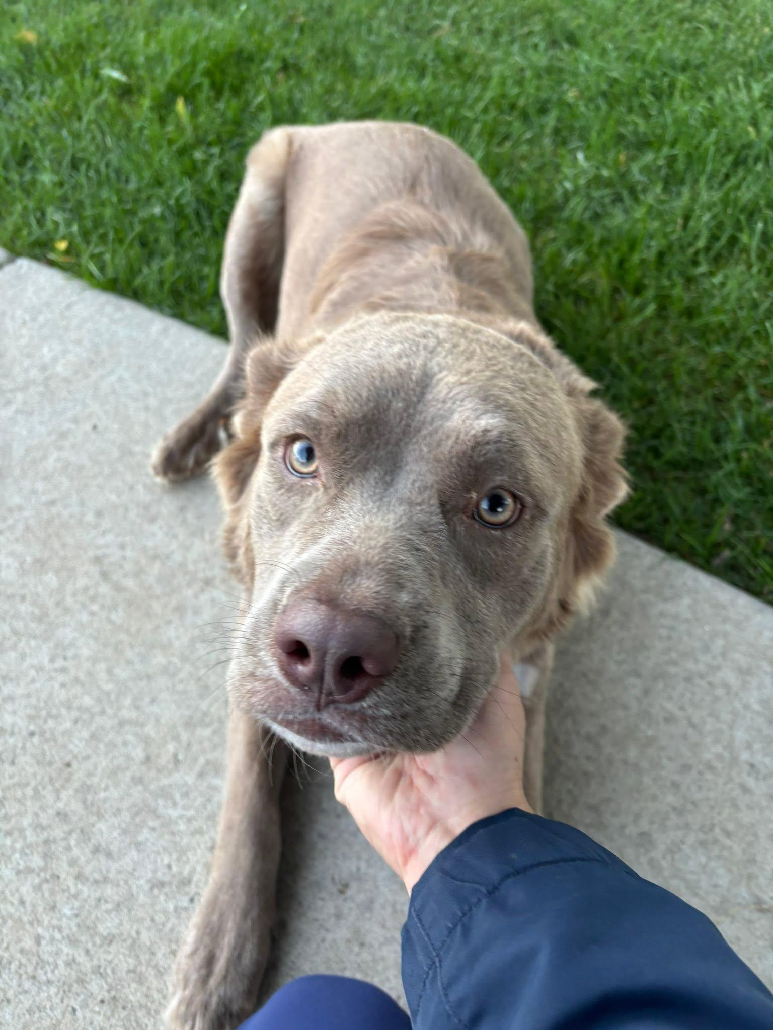 Enlarge Rosé, a Adopted mixed breed in Montrose, CO image 5/5