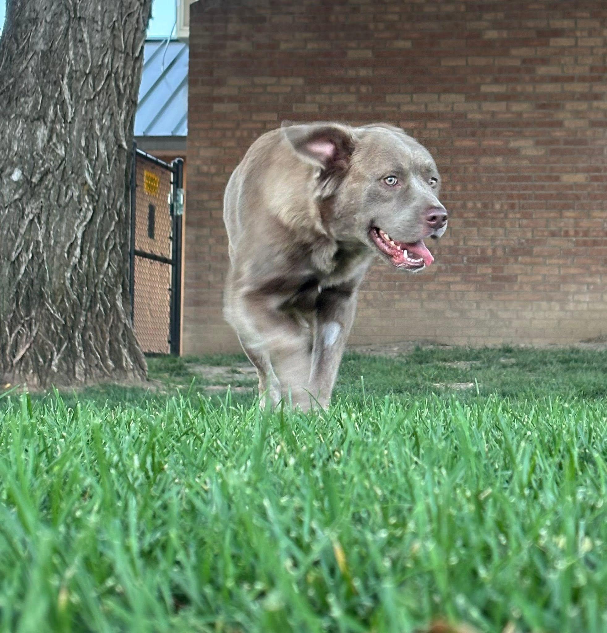 Enlarge Rosé, a Adopted mixed breed in Montrose, CO image 2/5