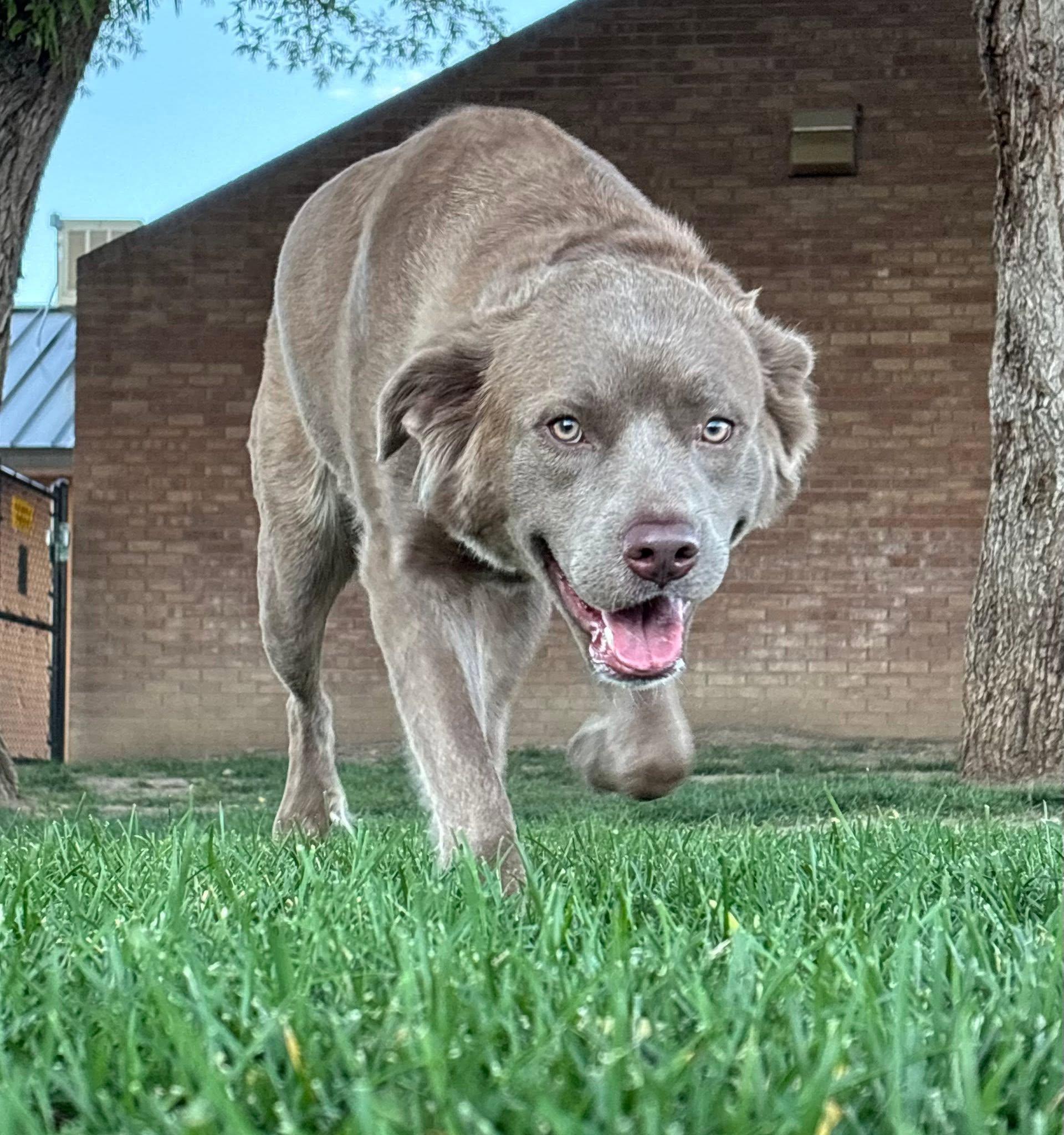 Rosé, Adopted, Young Female Labrador Retriever & Pit Bull Terrier.