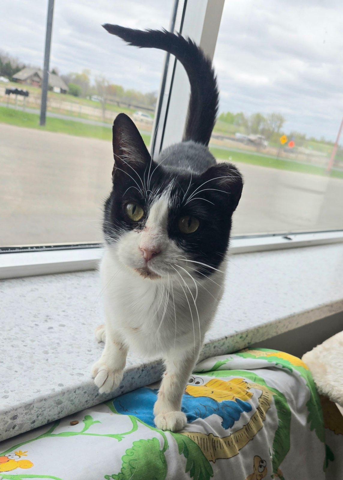 Tina, ADOPTABLE, Senior Female Domestic Short Hair.