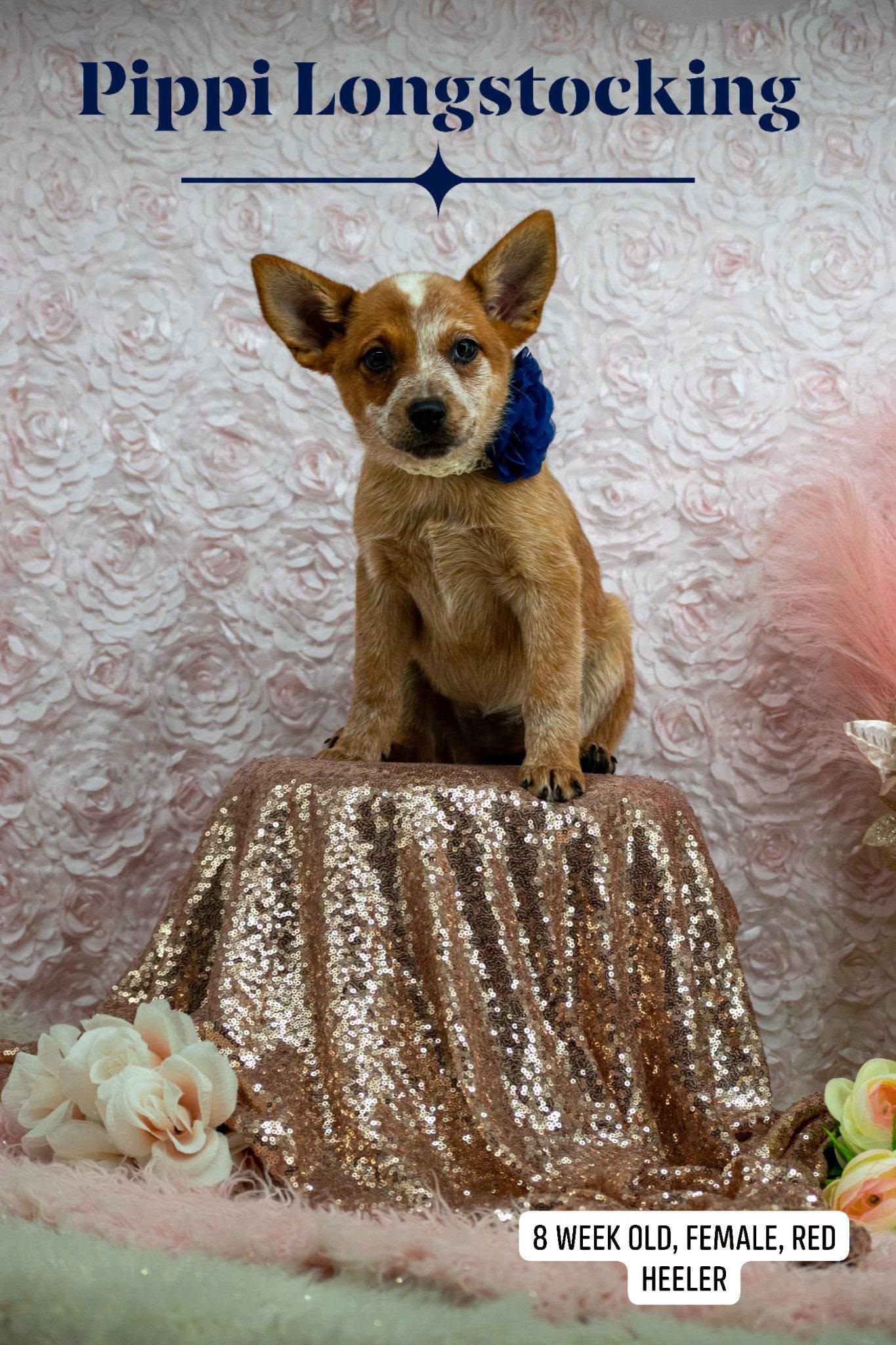 Enlarge Pippy Longstocking, a Adopted Australian Cattle Dog / Blue Heeler in Sevierville, TN image 1/4