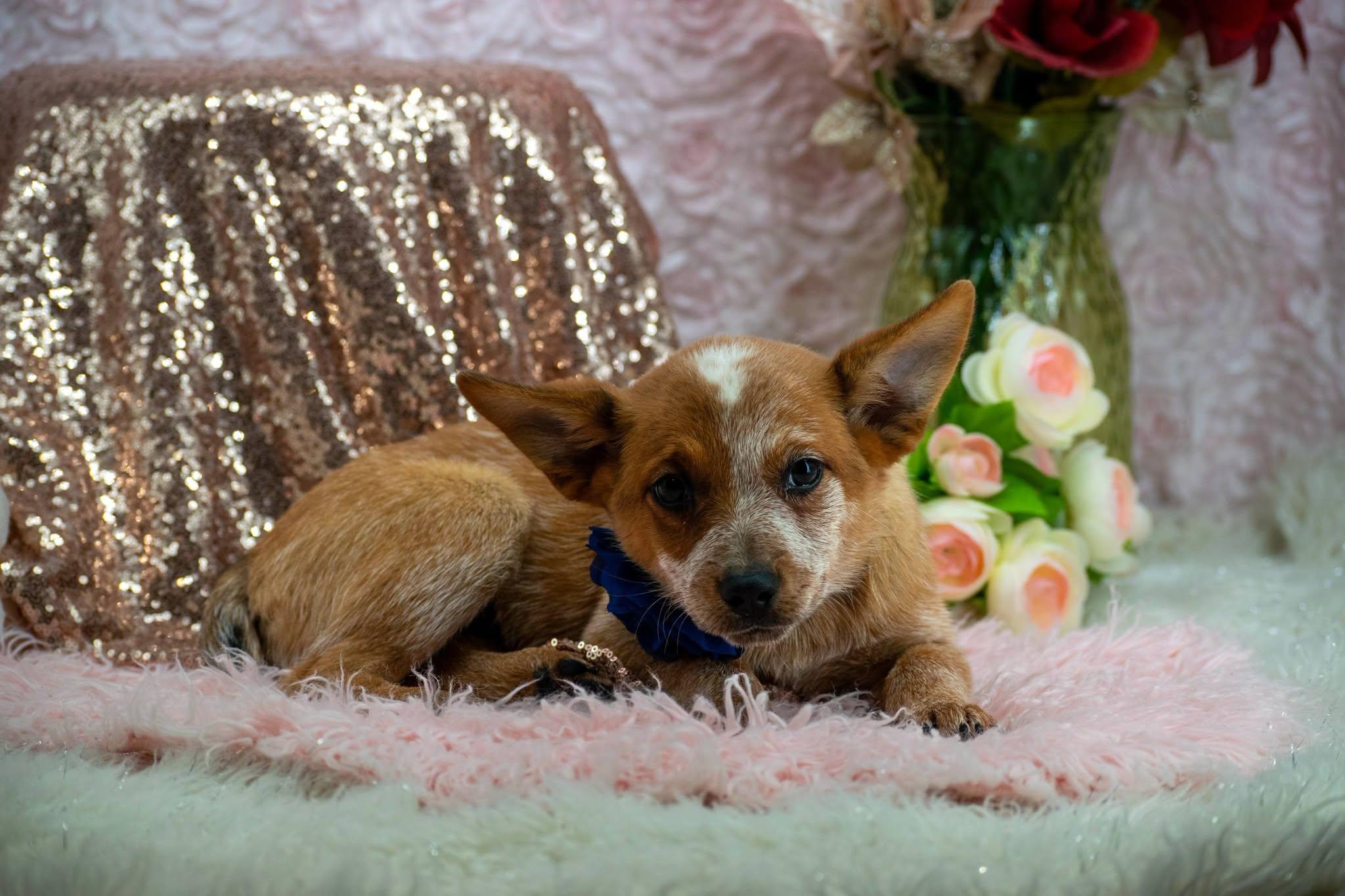 Enlarge Pippy Longstocking, a Adopted Australian Cattle Dog / Blue Heeler in Sevierville, TN image 4/4