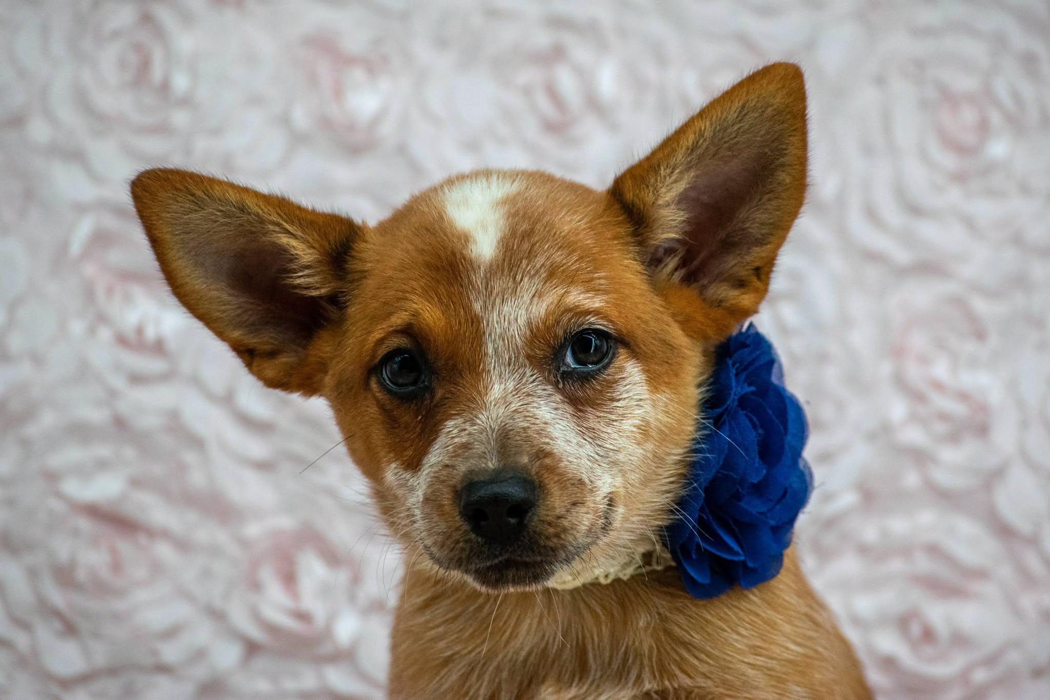 Enlarge Pippy Longstocking, a Adopted Australian Cattle Dog / Blue Heeler in Sevierville, TN image 2/4