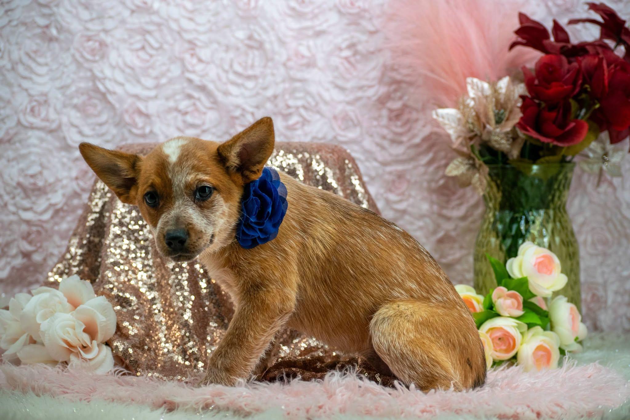 Enlarge Pippy Longstocking, a Adopted Australian Cattle Dog / Blue Heeler in Sevierville, TN image 3/4
