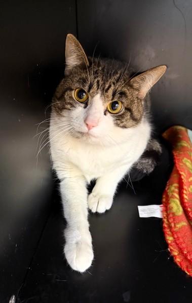 Rune, ADOPTABLE, Adult Male Domestic Short Hair.