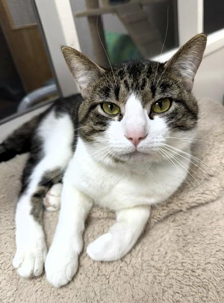 Rune, ADOPTABLE, Adult Male Domestic Short Hair.