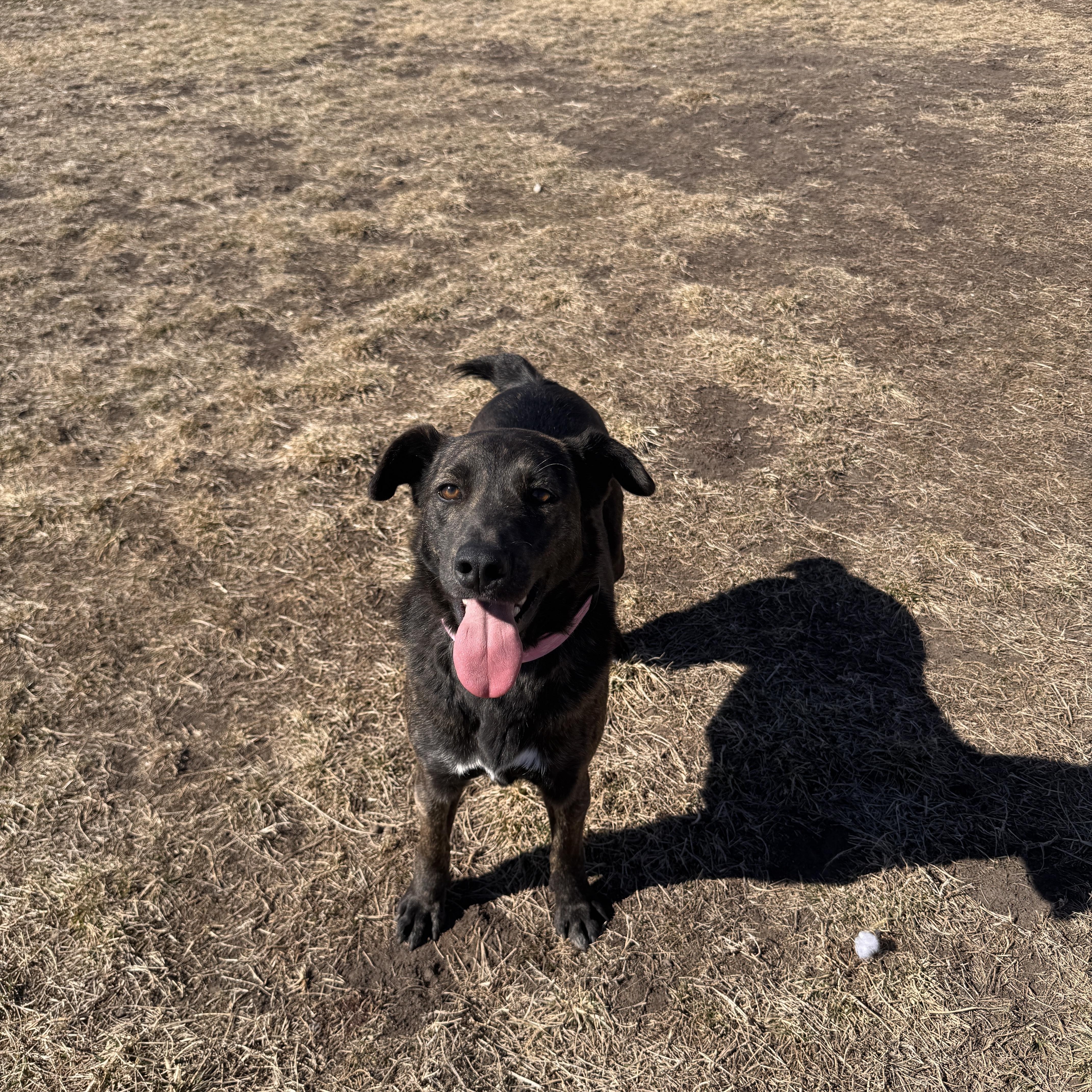 S'mores, adopted, Young Female Labrador Retriever.