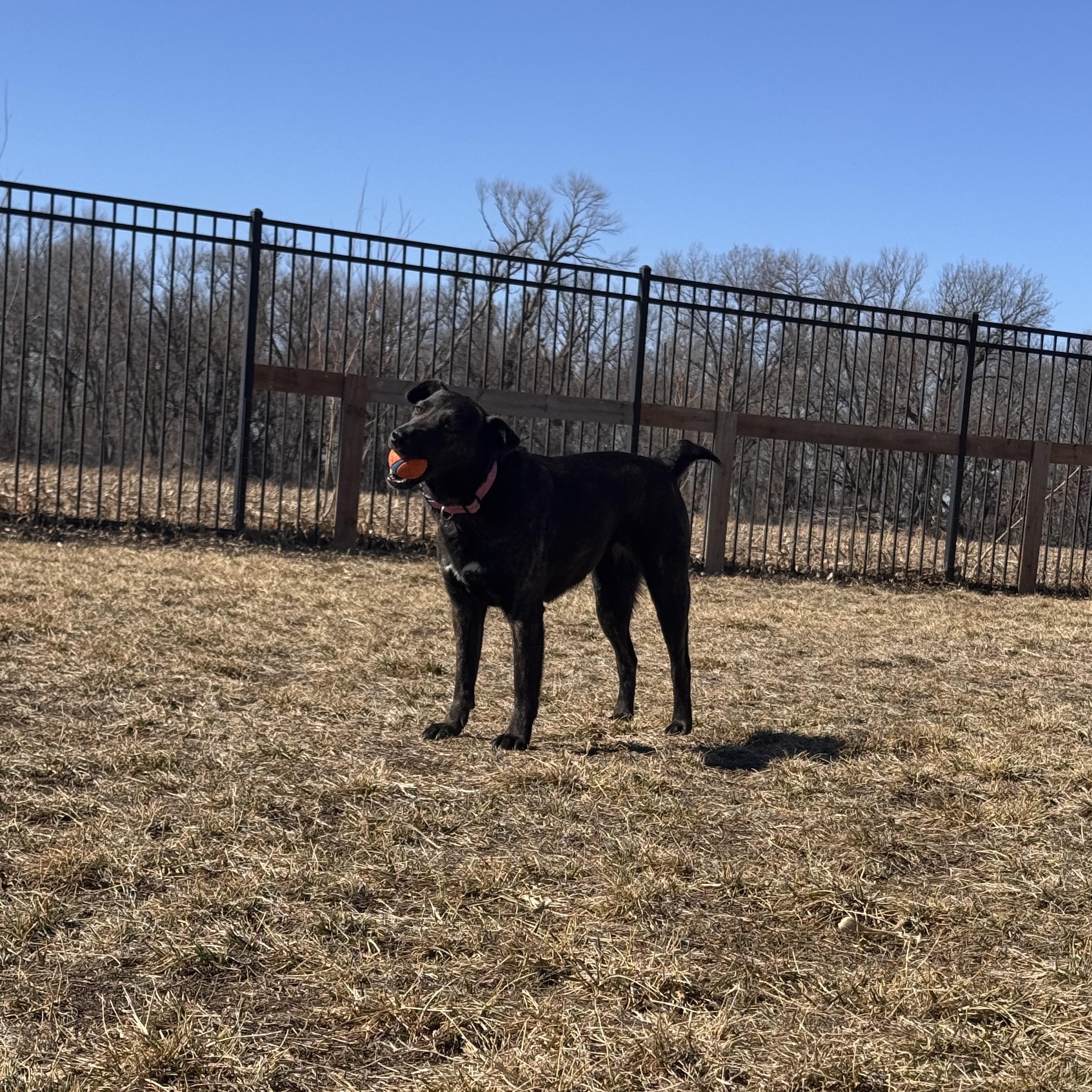 Enlarge S'mores, an adopted mixed breed in Seward, NE image 3/3