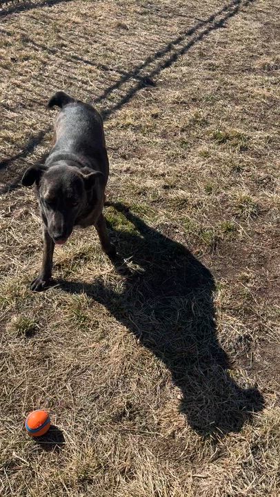 Enlarge S'mores, an adopted mixed breed in Seward, NE video 2/3