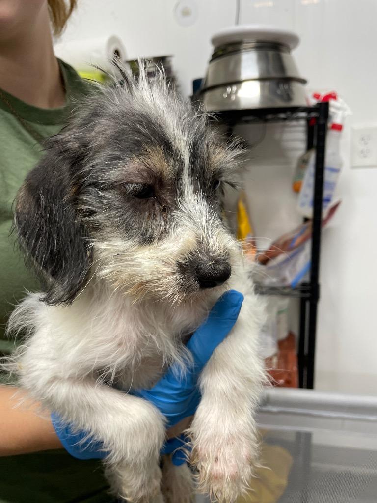 Danielle, Adopted, Puppy Female Terrier.