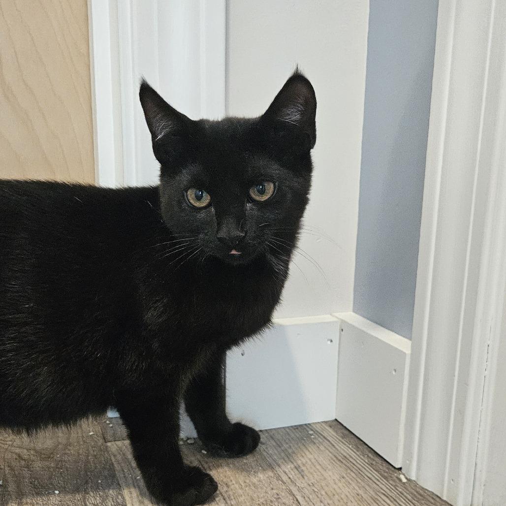 Enlarge Herb, a Adoptable Domestic Short Hair in Conway, NH image 1/6