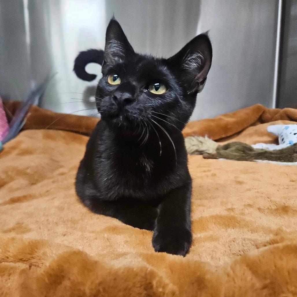 Herb, Adoptable, Kitten Male Domestic Short Hair.