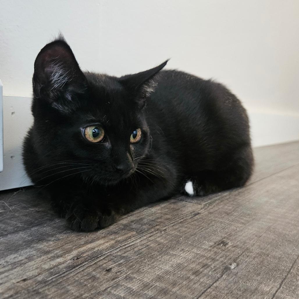 Enlarge Herb, a Adoptable Domestic Short Hair in Conway, NH image 2/6