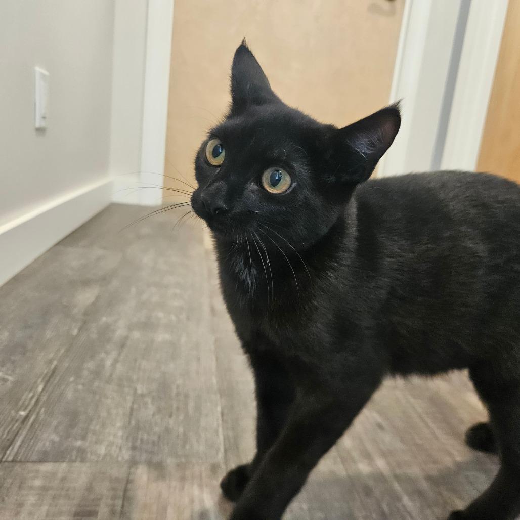 Enlarge Herb, a Adoptable Domestic Short Hair in Conway, NH image 3/6