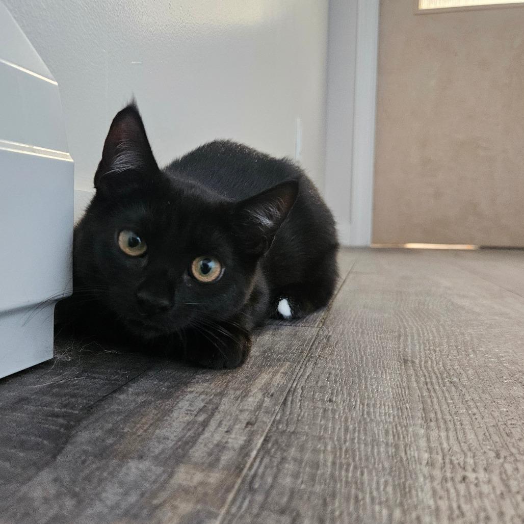 Enlarge Herb, a Adoptable Domestic Short Hair in Conway, NH image 4/6