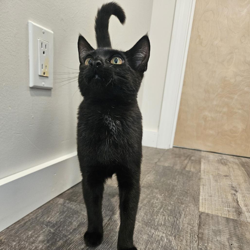Enlarge Herb, a Adoptable Domestic Short Hair in Conway, NH image 5/6