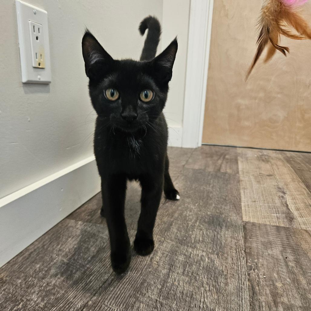 Enlarge Herb, a Adoptable Domestic Short Hair in Conway, NH image 6/6