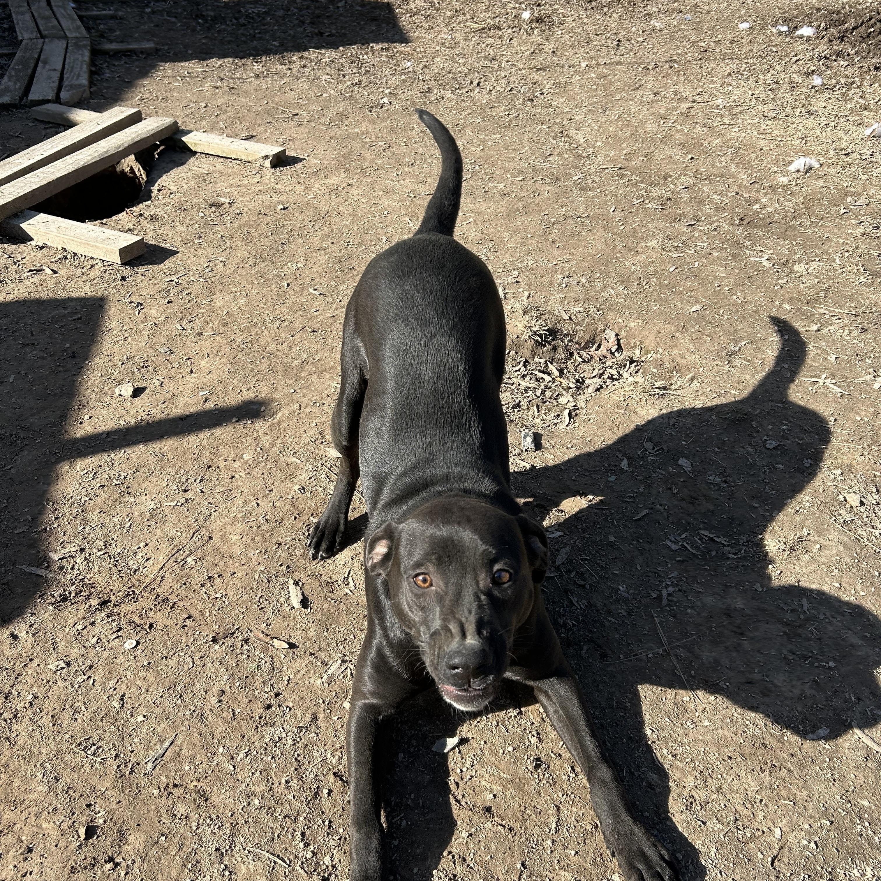 Enlarge Reese, a Adoptable American Staffordshire Terrier in Pine Bluff, AR image 1/4