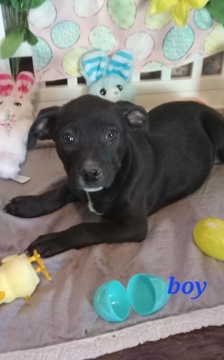 Reese, Adoptable, Young Male American Staffordshire Terrier.