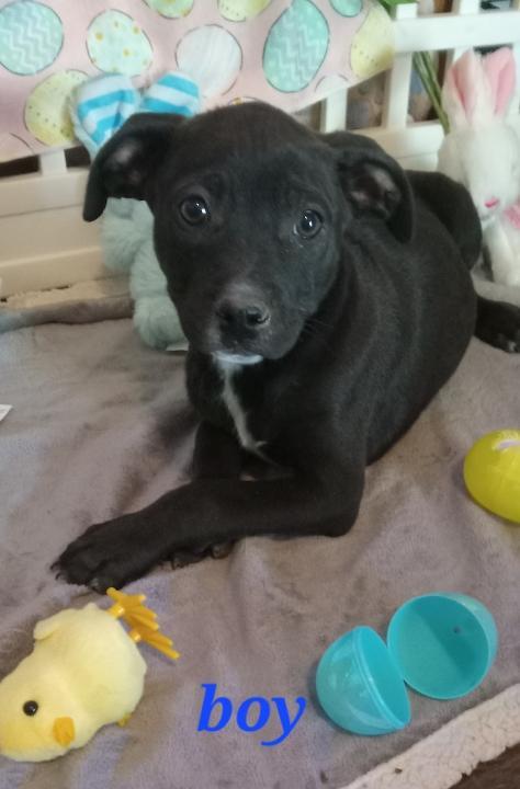 Enlarge Reese, a Adoptable American Staffordshire Terrier in Pine Bluff, AR image 2/3