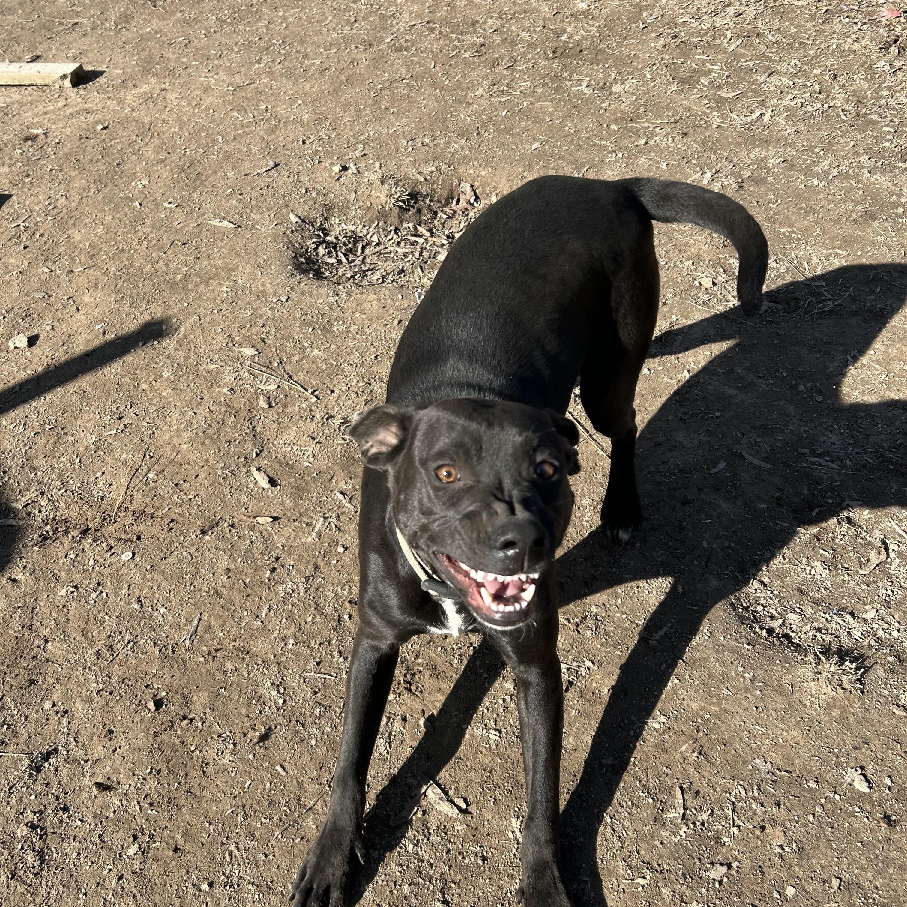 Enlarge Reese, a Adoptable American Staffordshire Terrier in Pine Bluff, AR image 2/4