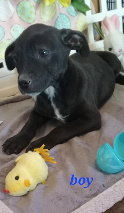 Enlarge Reese, a Adoptable American Staffordshire Terrier in Pine Bluff, AR image 3/3