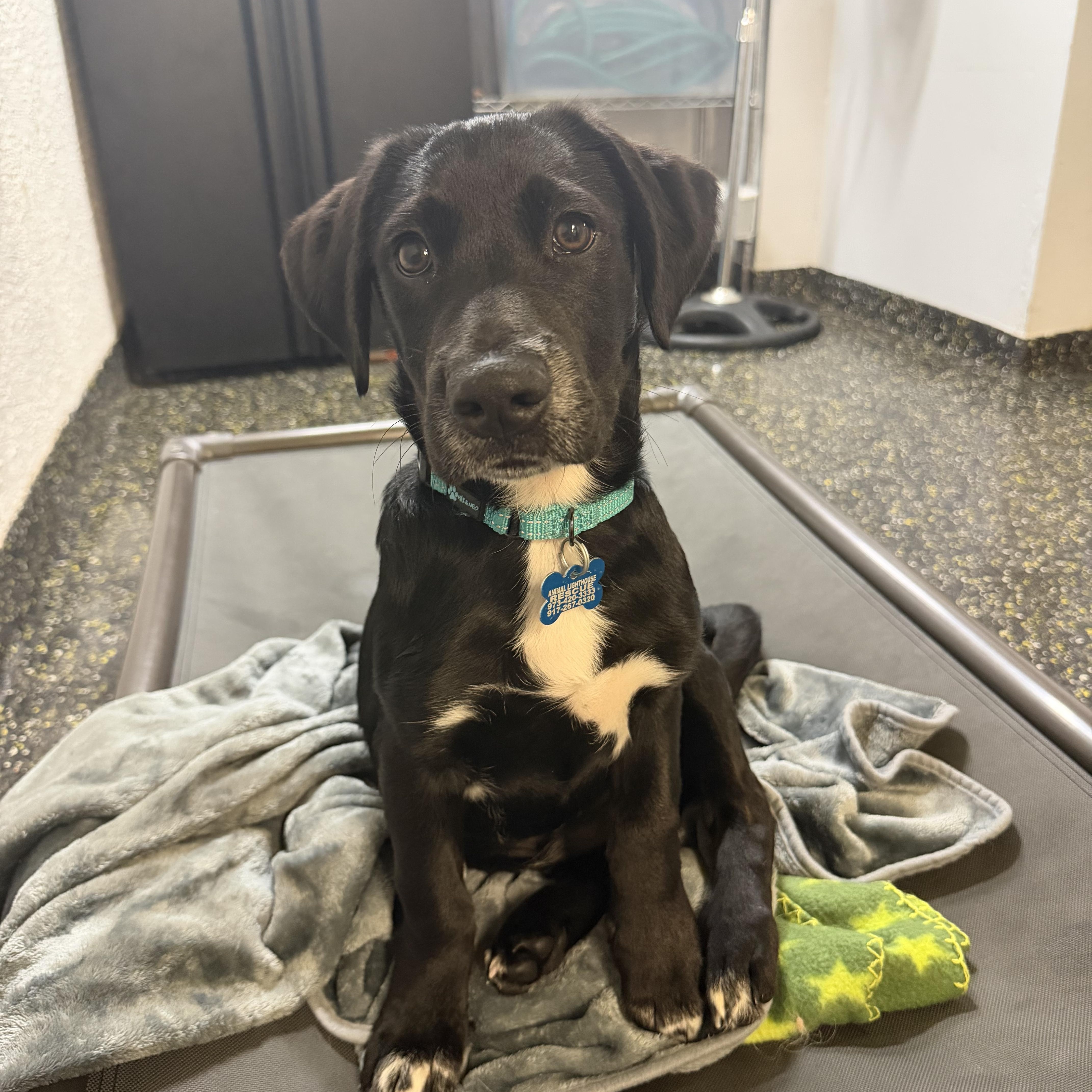 Asher, ADOPTABLE, Young Male Labrador Retriever.