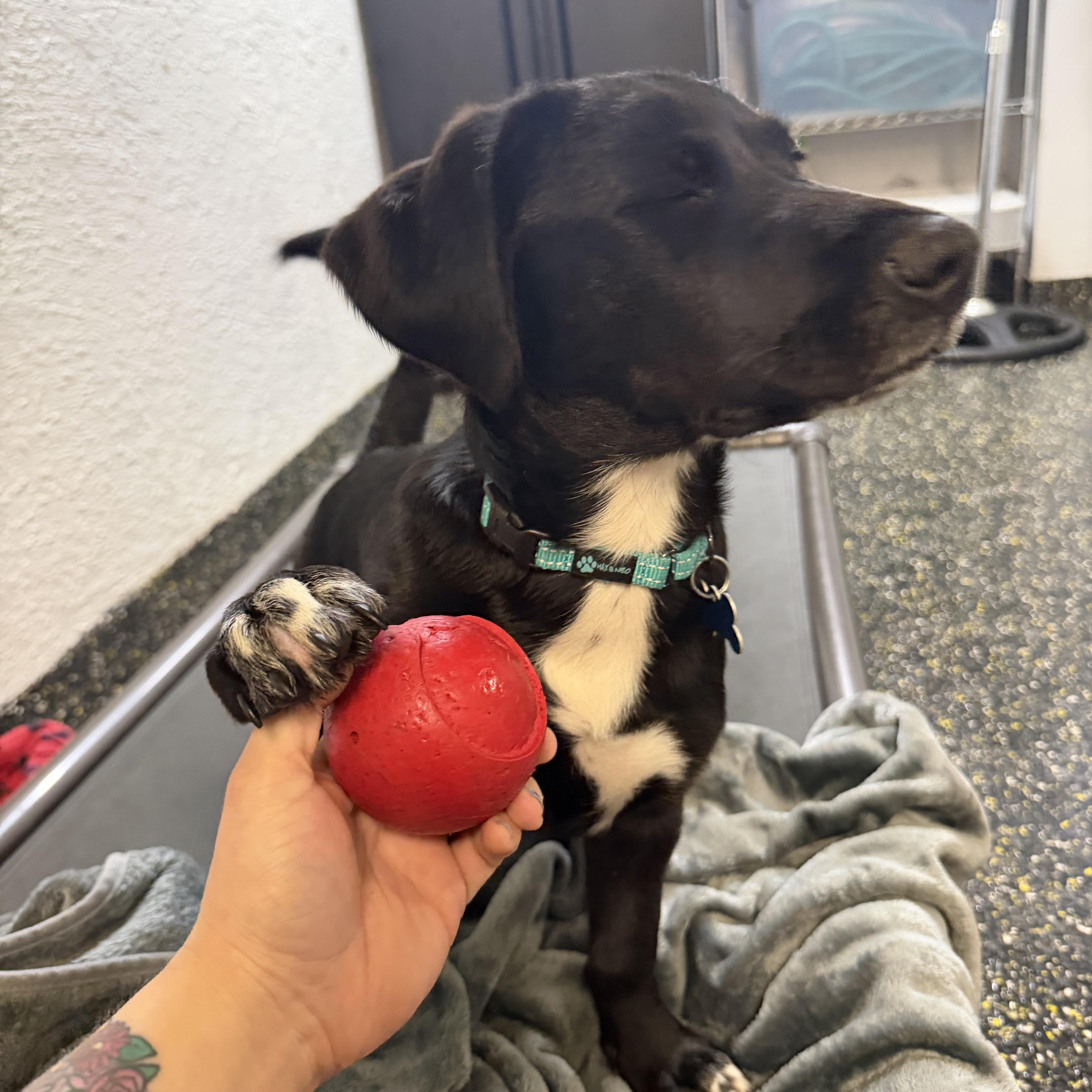 Enlarge Asher, a ADOPTABLE mixed breed in New York, NY image 3/4