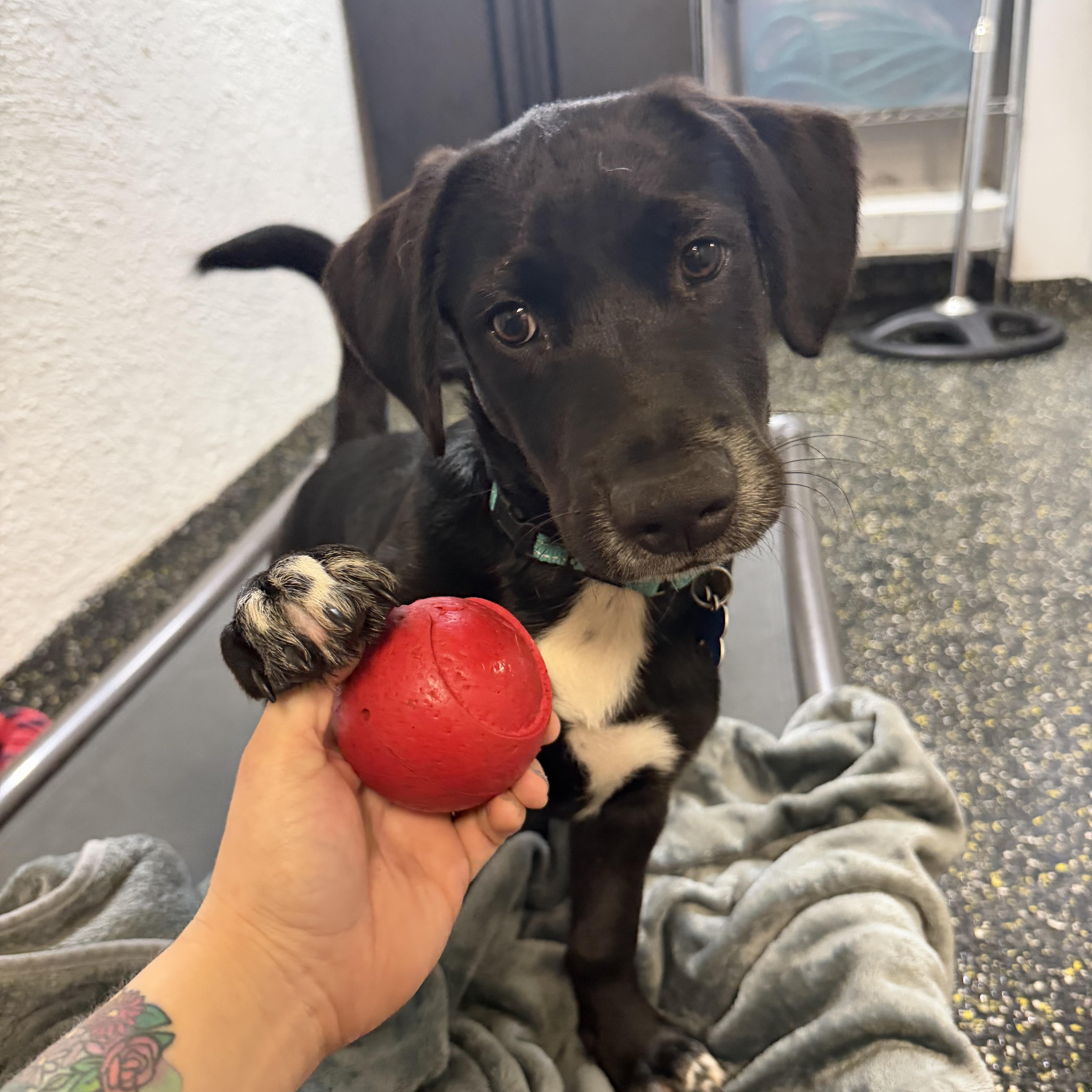 Enlarge Asher, a ADOPTABLE mixed breed in New York, NY image 2/4