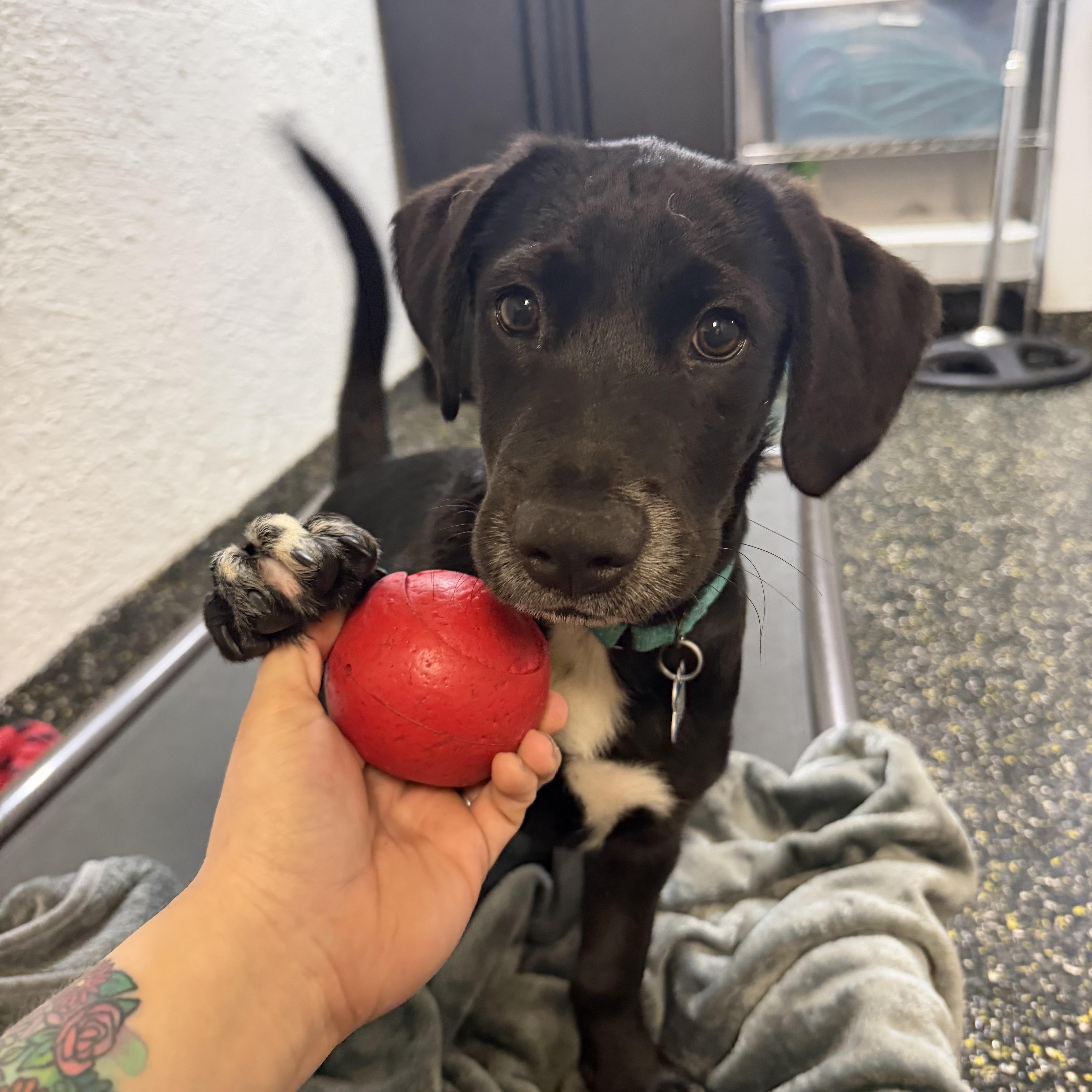 Enlarge Asher, a ADOPTABLE mixed breed in New York, NY image 4/4