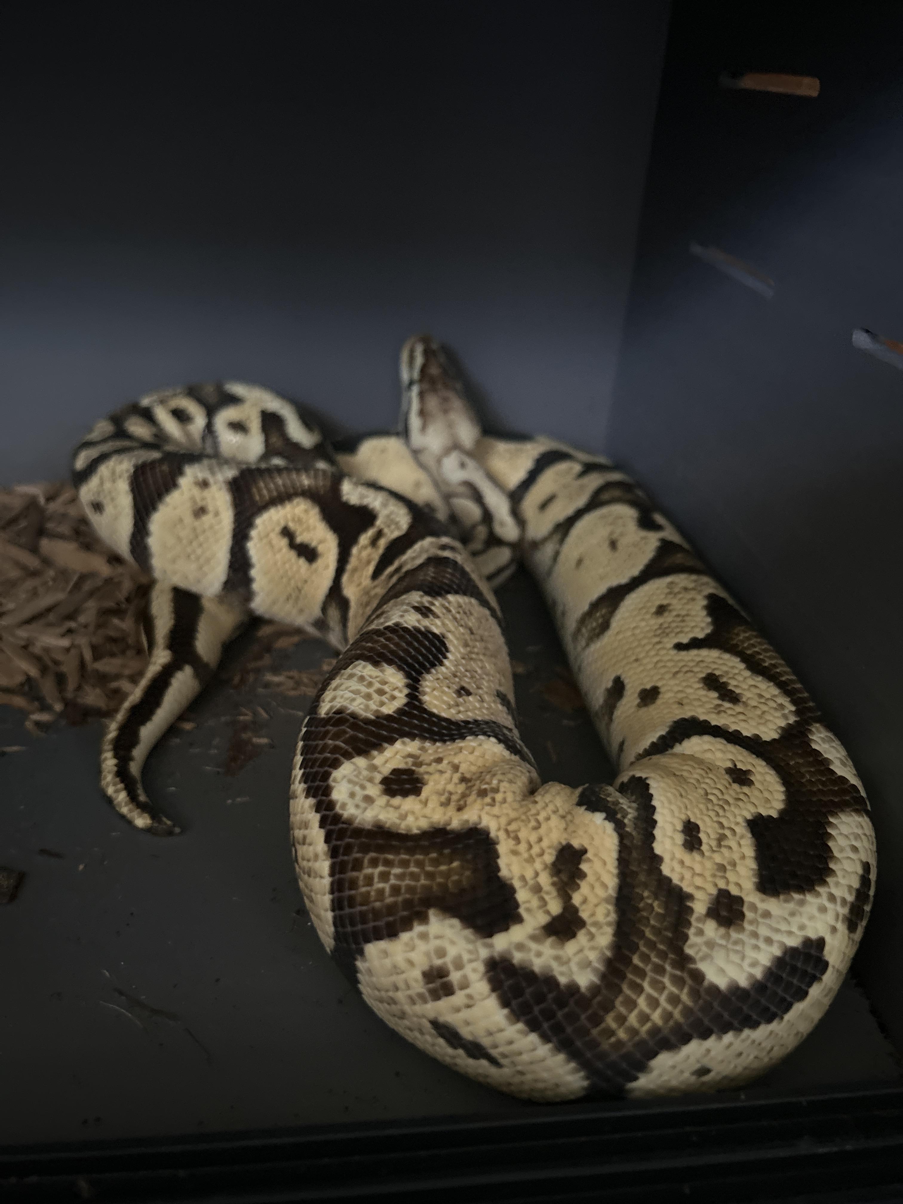 Babbs Ball Python photo 2