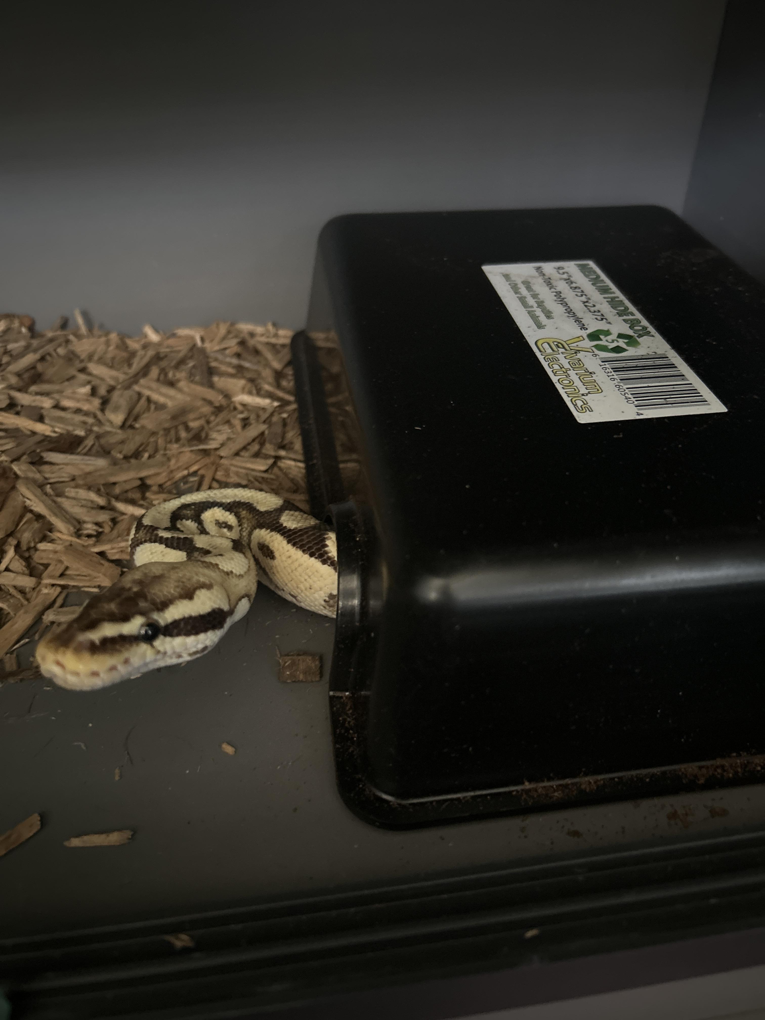 Babbs Ball Python, Adult Unknown unknown