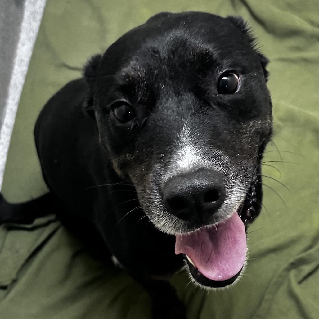 Rezin, Adoptable, Adult Male Mixed Breed.