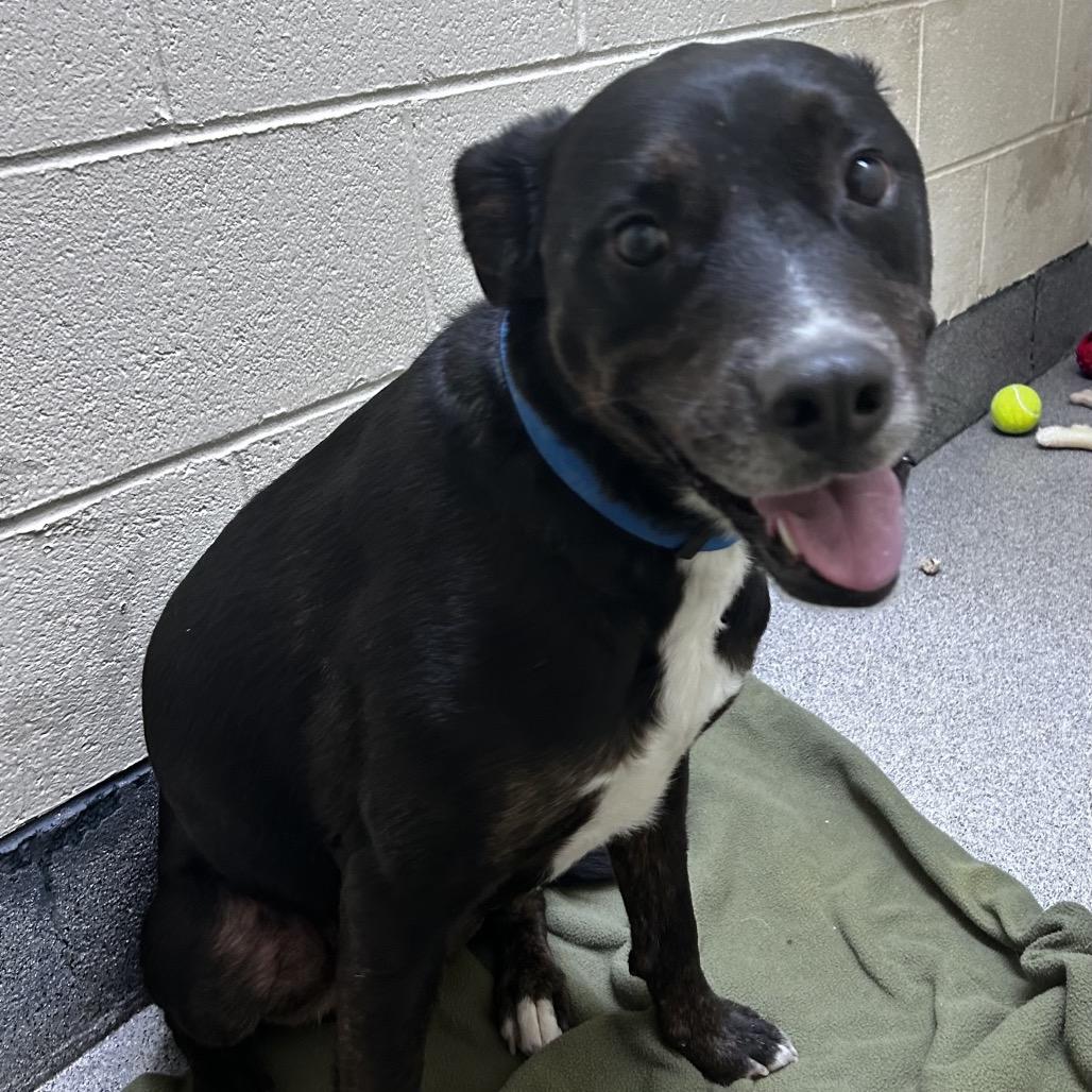 Enlarge Rezin, a Adoptable Mixed Breed in Cedaredge, CO image 2/6