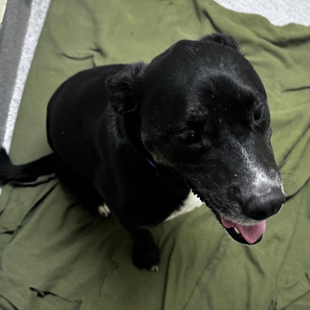 Enlarge Rezin, a Adoptable Mixed Breed in Cedaredge, CO image 3/6