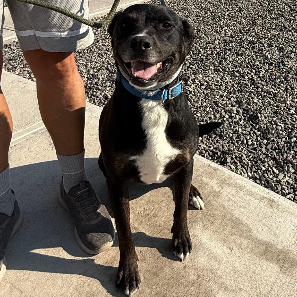 Enlarge Rezin, a Adoptable Mixed Breed in Cedaredge, CO image 4/6