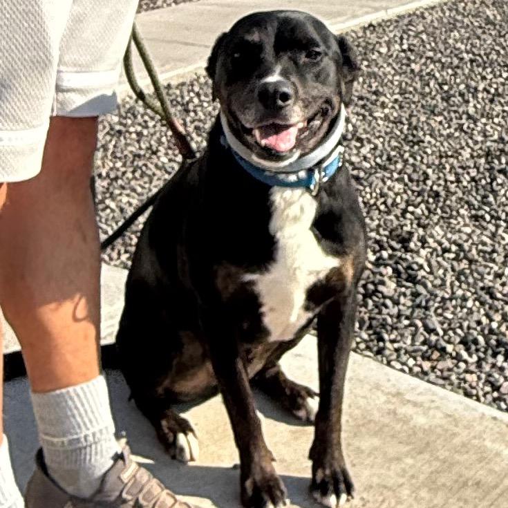 Enlarge Rezin, a Adoptable Mixed Breed in Cedaredge, CO image 5/6