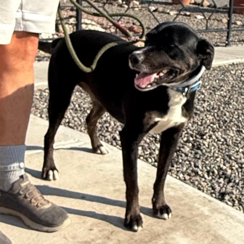 Enlarge Rezin, a Adoptable Mixed Breed in Cedaredge, CO image 6/6