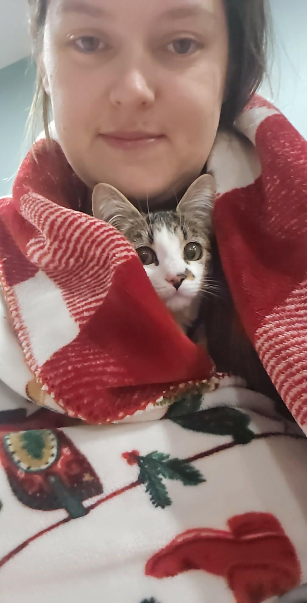 Enlarge Punkie - Playful and affectionate kitten, a Adoptable Domestic Short Hair in Racine, WI image 2/5