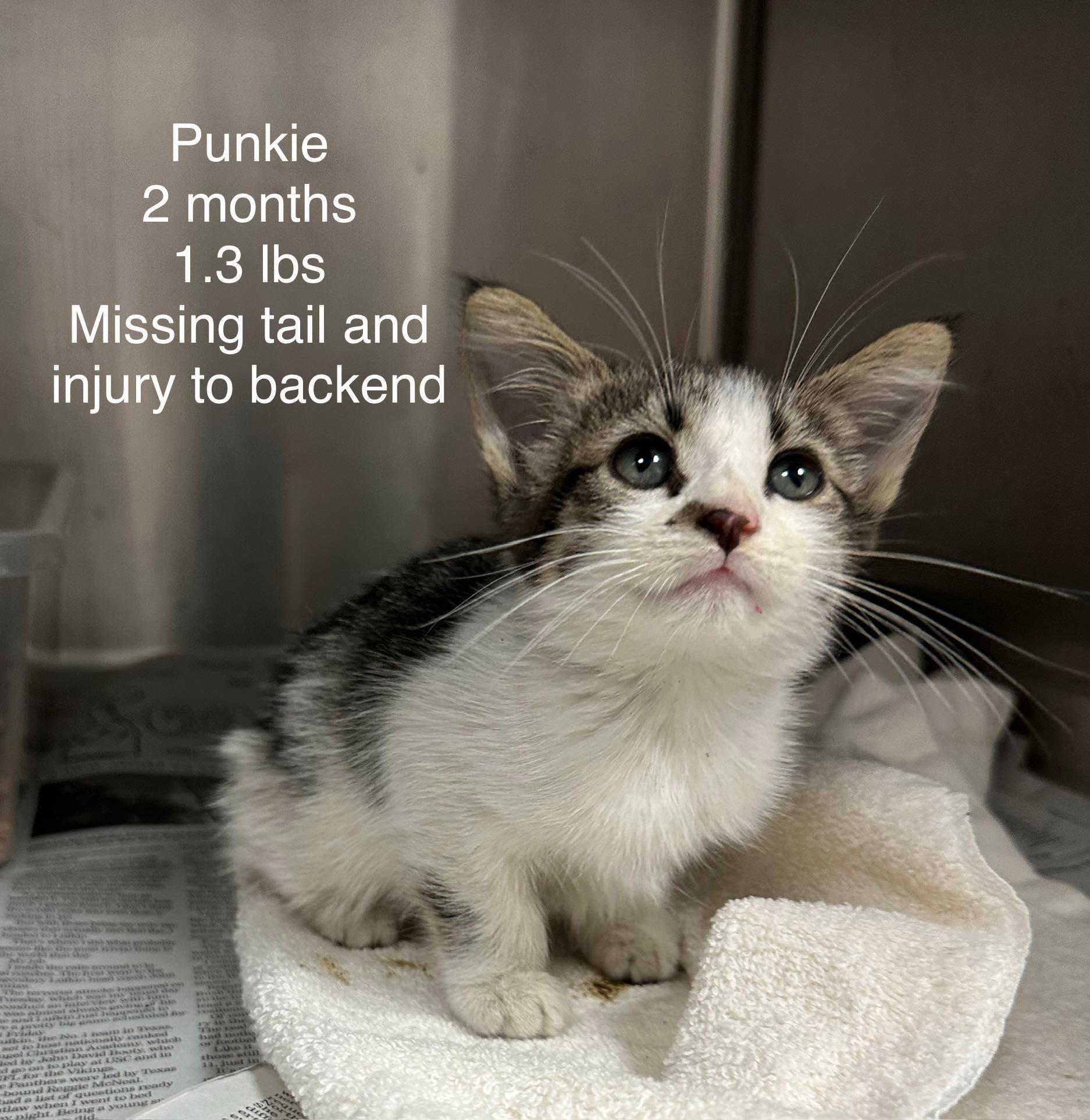 Enlarge Punkie - Playful and affectionate kitten, a Adoptable Domestic Short Hair in Racine, WI image 5/5