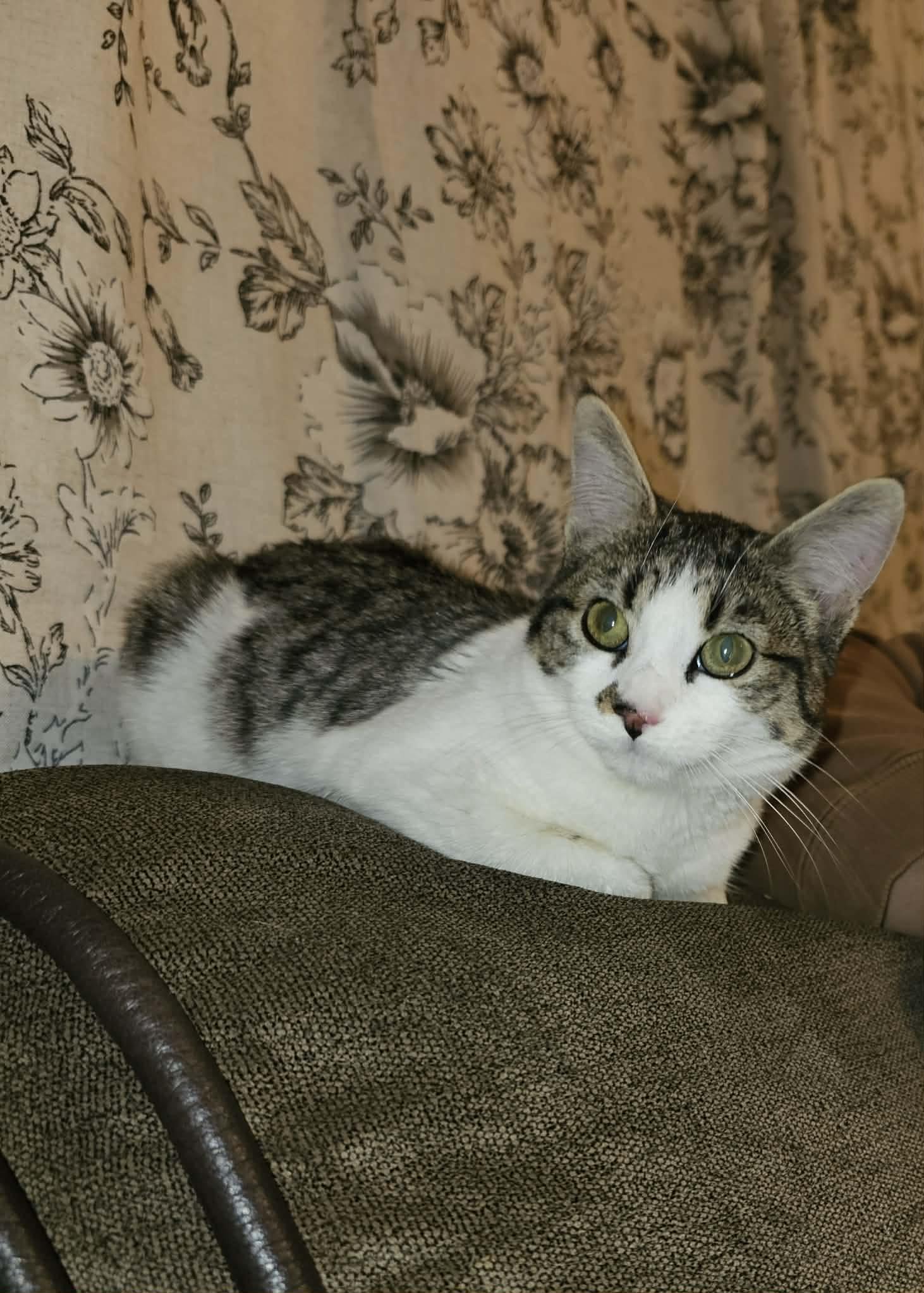 Enlarge Punkie - Playful and affectionate kitten, a Adoptable Domestic Short Hair in Racine, WI image 3/5